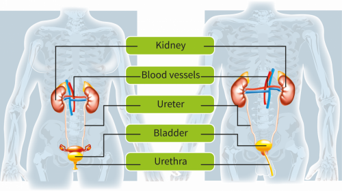 IKCC_2019_The Urinary System